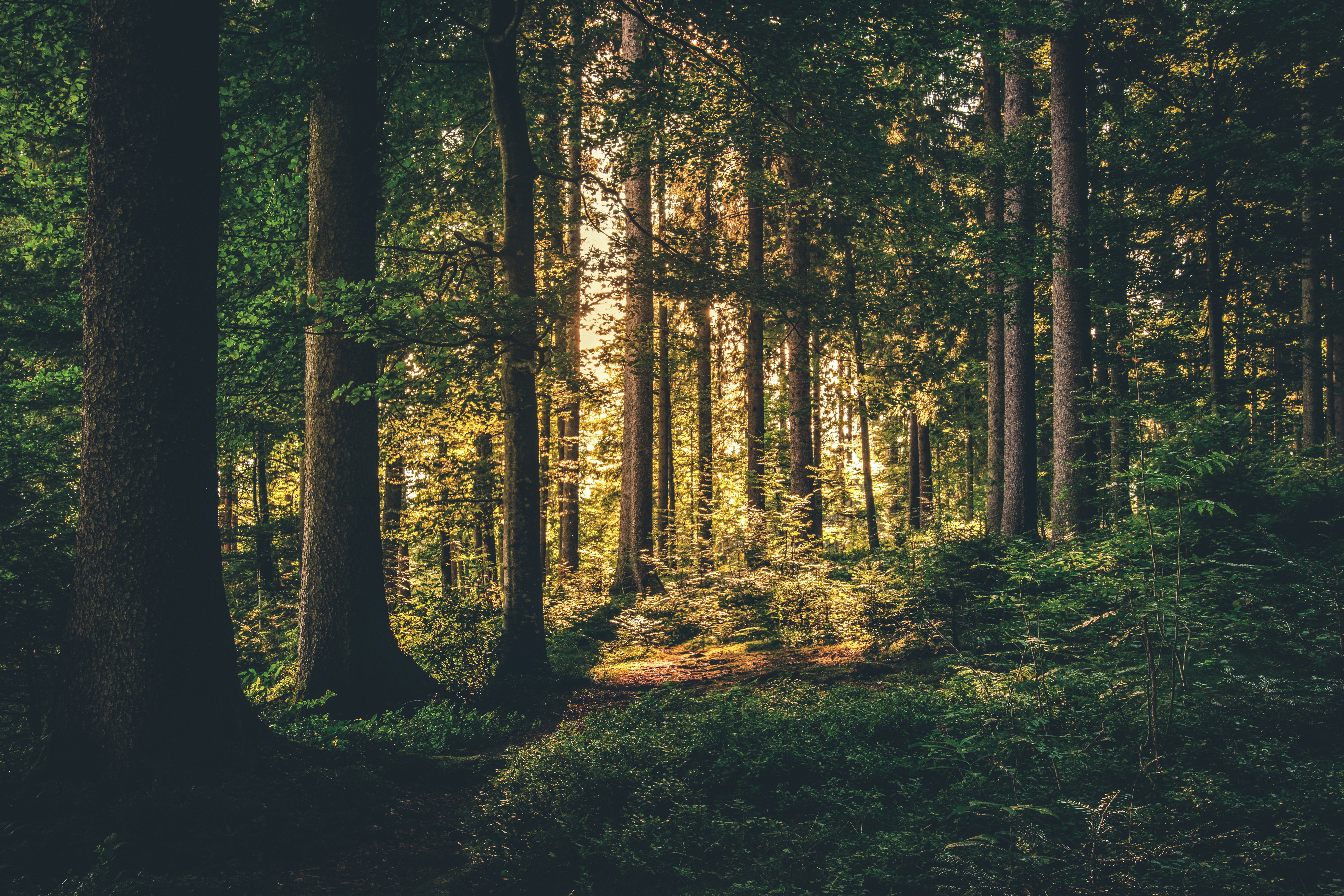 Forest_1.jpg